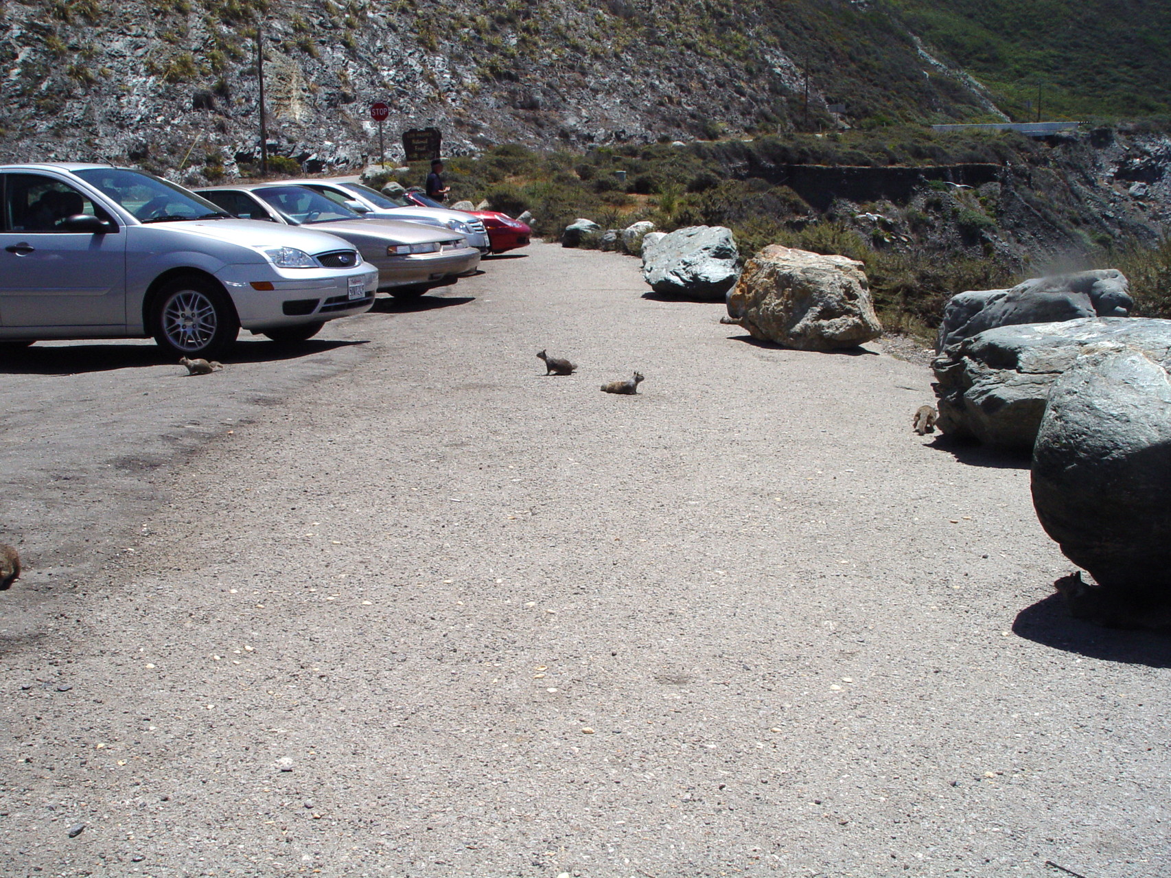 Het parkeerterrein met de vele chipmunks