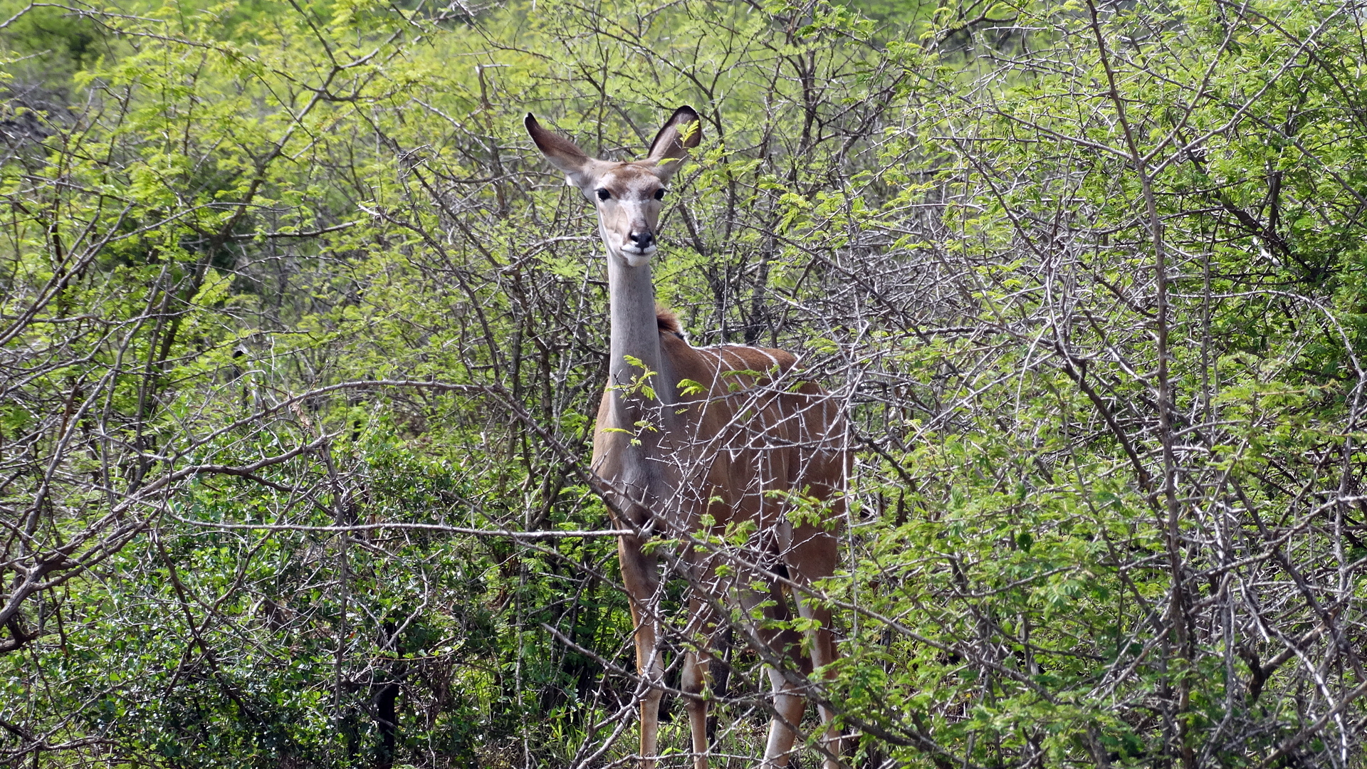 Antilope