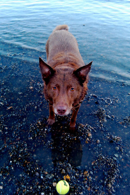 dog in water with ball