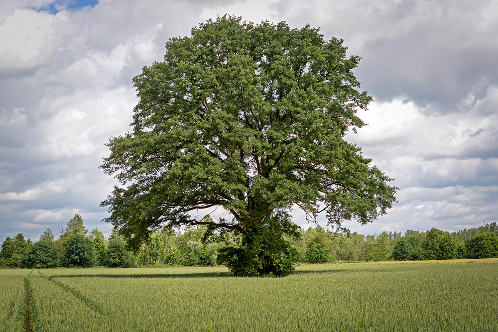 Günter - Der Baum