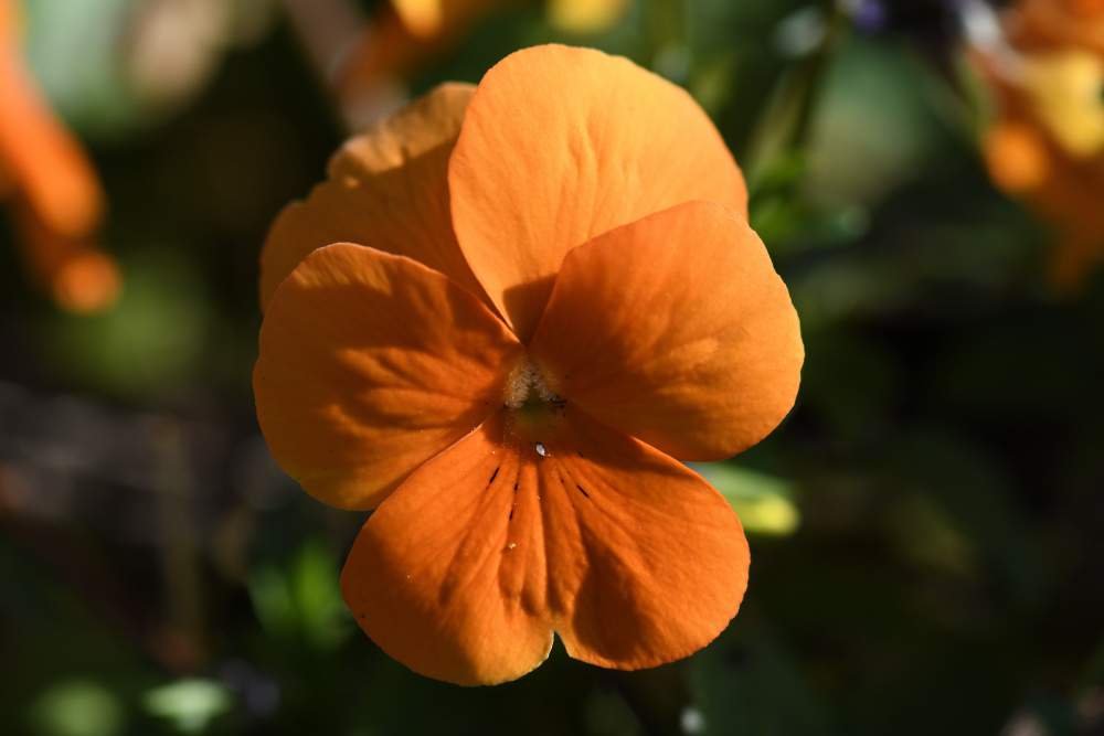 Axel - Blume orange