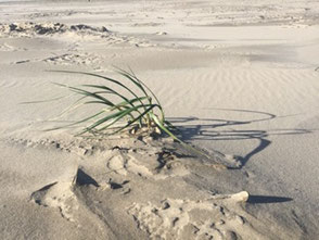 Gras auf einer Düne. Das Leben setzt sich durch. Solche Erkenntnisse gewinnen, mit psychologischer Beratung in Gladbeck in Dorsten und Kirchhellen.