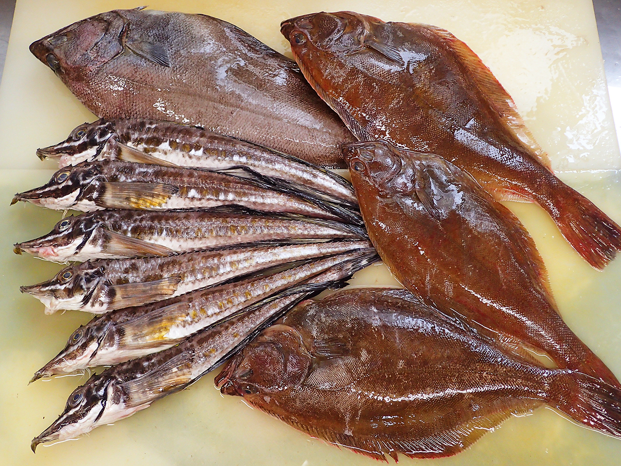 北海道羅臼町からの天然地魚到着！