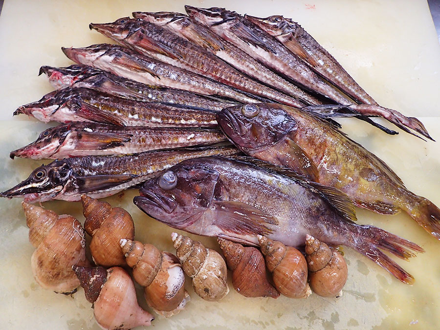 北海道羅臼町からの天然地魚到着！