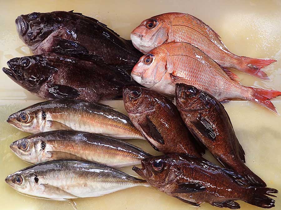秋田県男鹿の天然地魚到着！