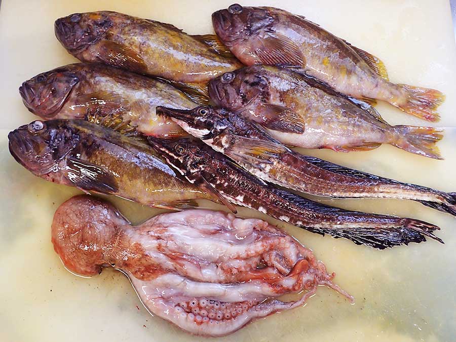 北海道羅臼町からの天然地魚到着！