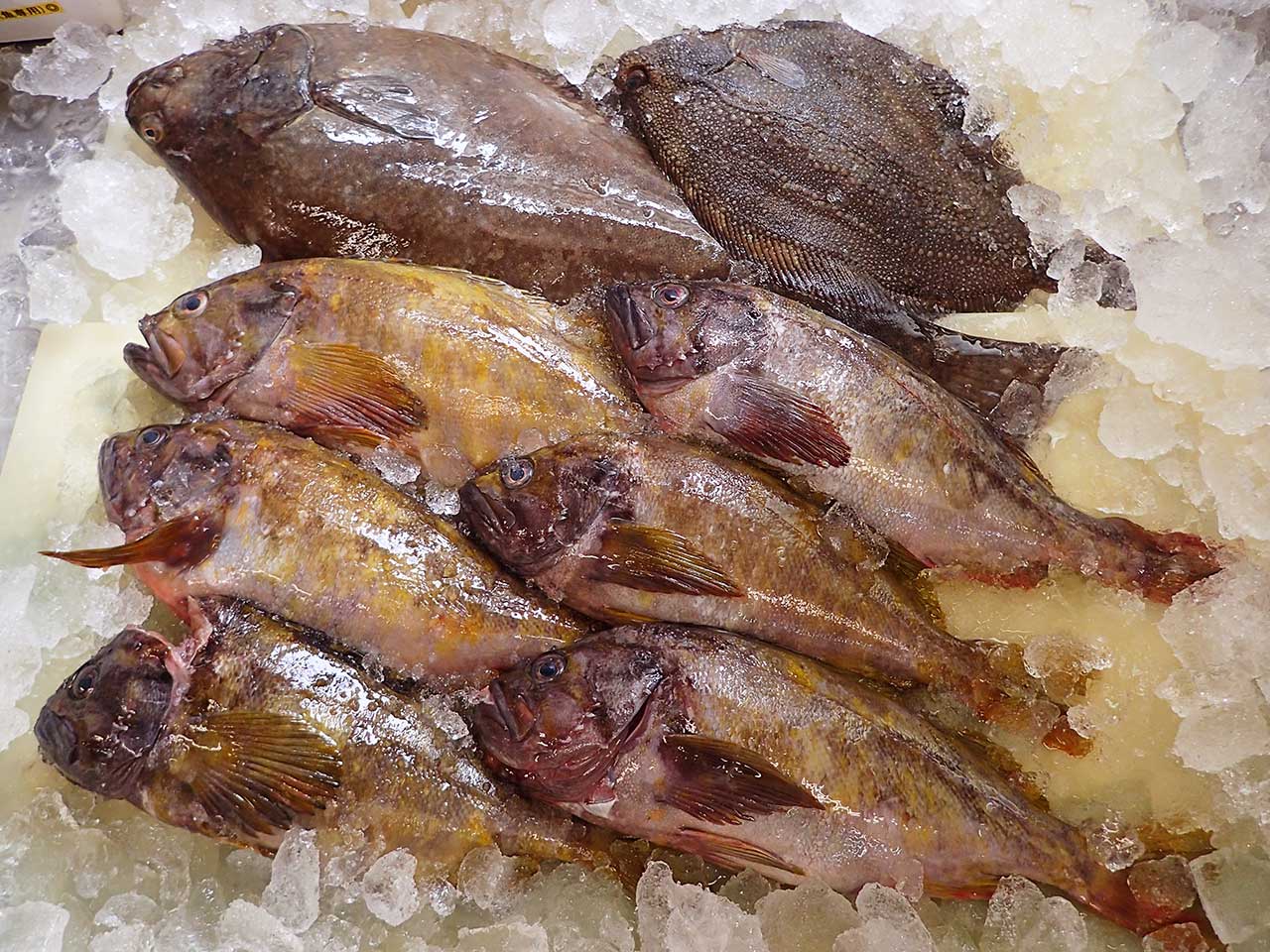 北海道羅臼町からの天然地魚到着！