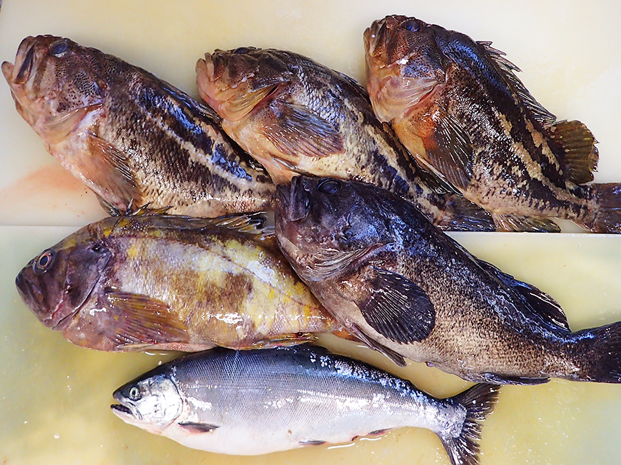北海道羅臼町からの天然地魚到着！