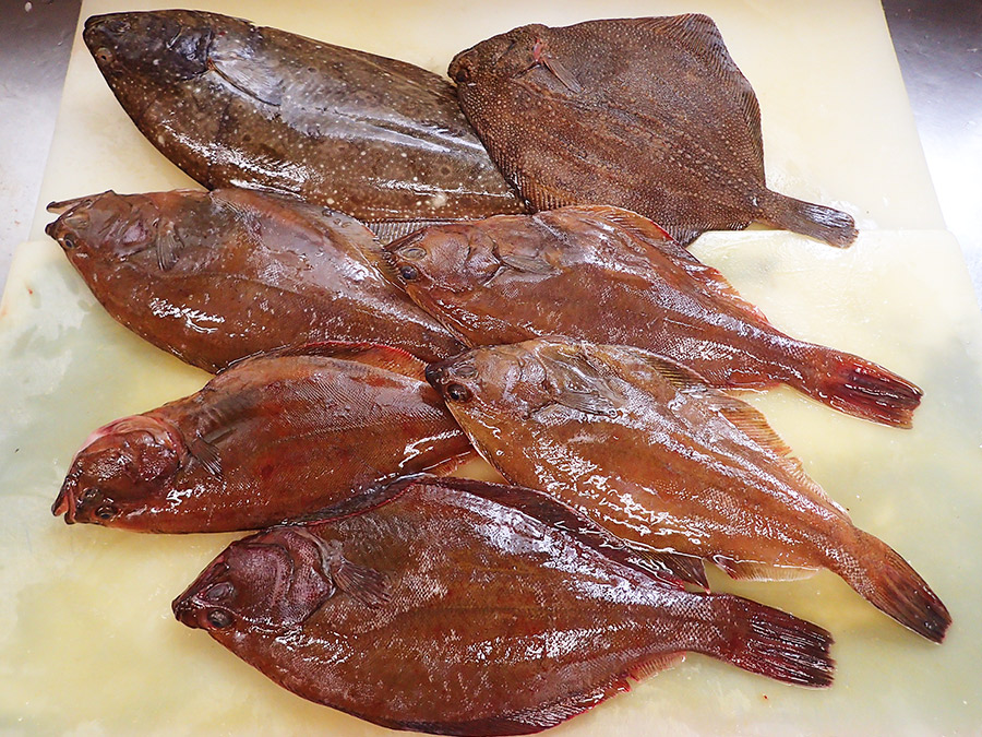 北海道羅臼町からの天然地魚到着！