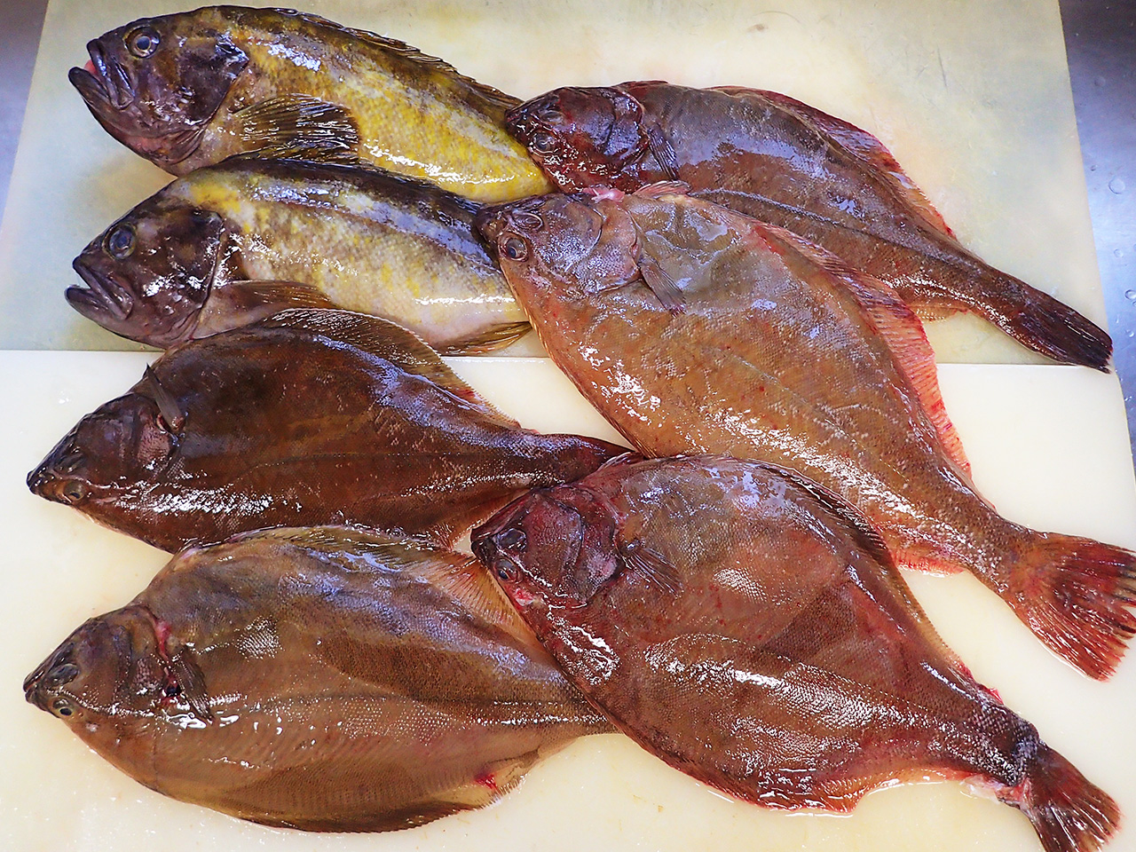 北海道羅臼町からの天然地魚到着！