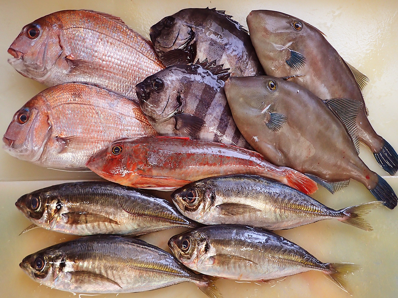 秋田県男鹿の天然地魚到着！