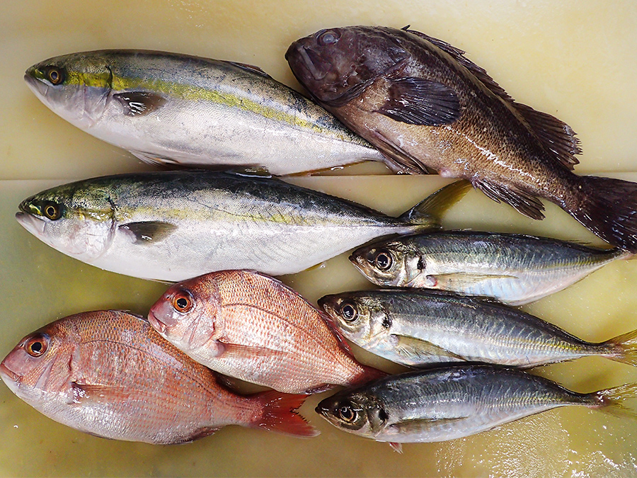 秋田県男鹿の天然地魚到着！