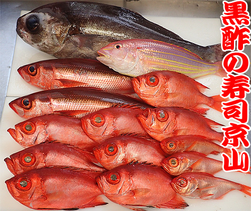 和歌山県串本の魚