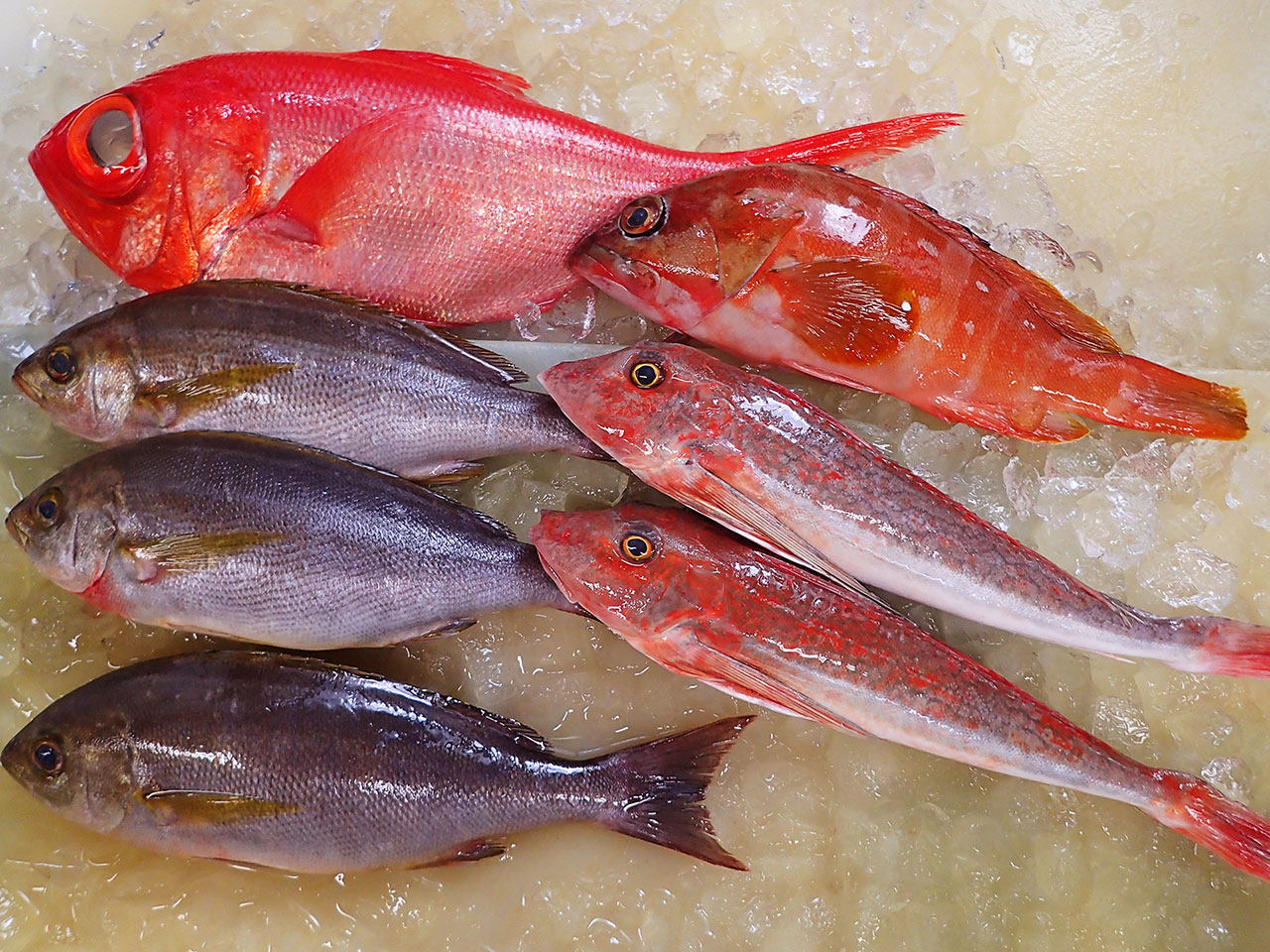 愛知県伊勢湾から天然地魚届きました！