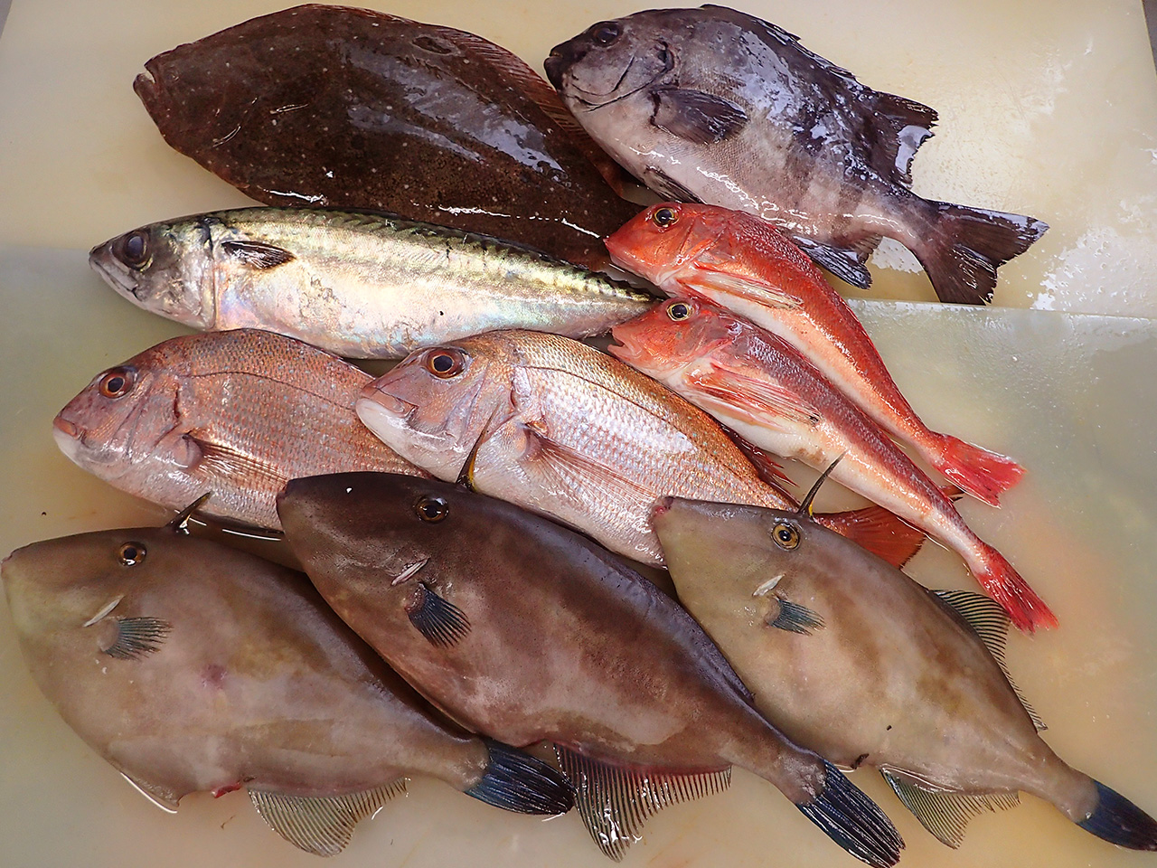 秋田県男鹿の天然地魚到着！