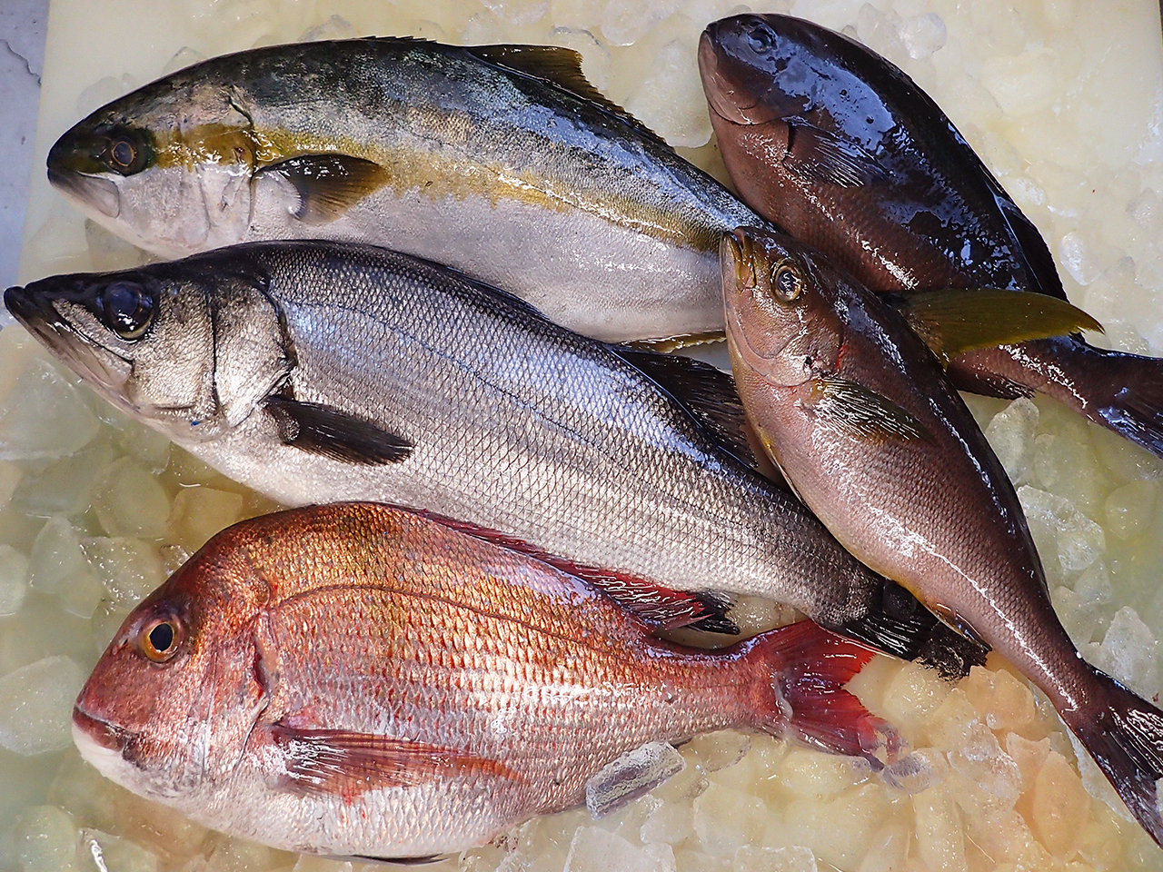 長崎県対馬から天然地魚到着！