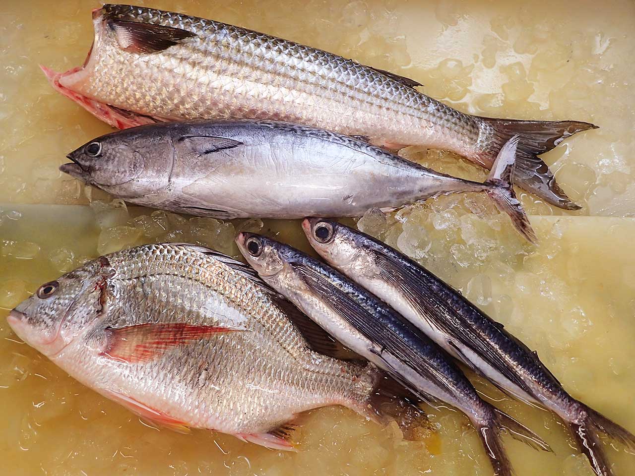 愛知県伊勢湾から天然地魚届きました！