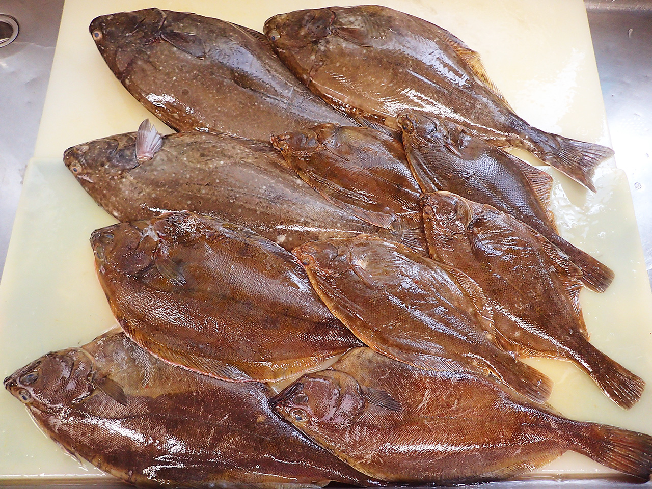 北海道羅臼町からの天然地魚到着！