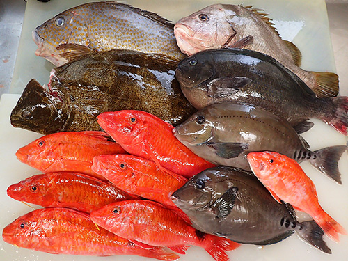 天然地魚　宅配します　出前