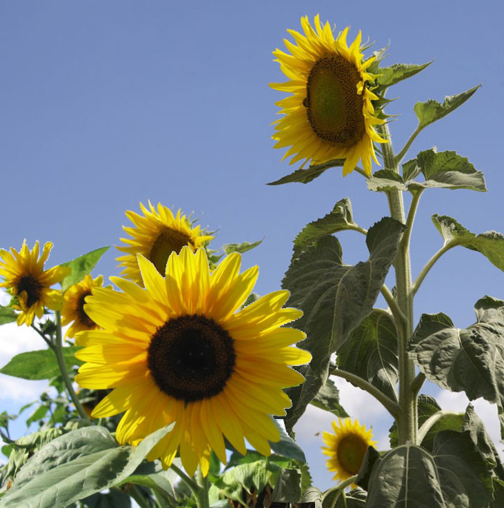 tournesols