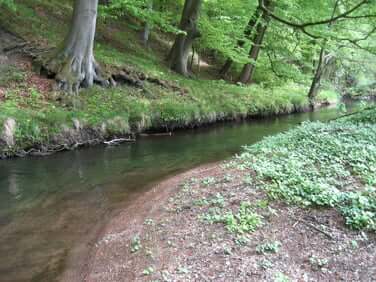 Forellengewässer Diestelbach