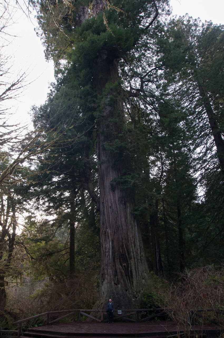 Der höchste Baum in den Redwoods mit 92.6 Metern, steht schon 1500 Jahre dort.