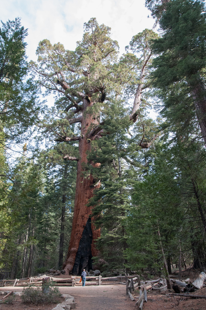 der dickste Redwood Baum von allen