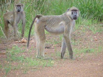 Affen auf unserem Weg nach Nkhotakota