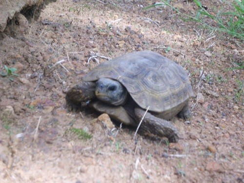 Mister turtle