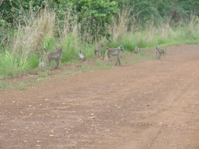 Affen auf unserem Weg nach Nkhotakota