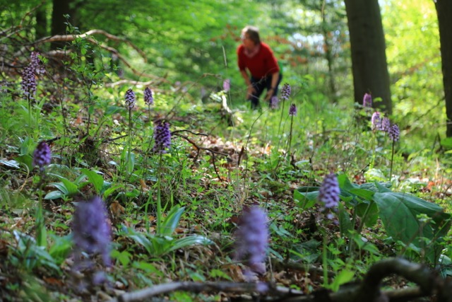 „Frühstück im Hutewald bei den Orchideen“ Mai 2019