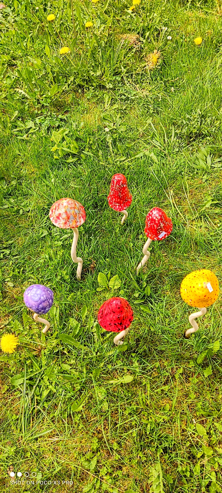 Wackel-pilze ein Blickfang für jeden Garten 🤩