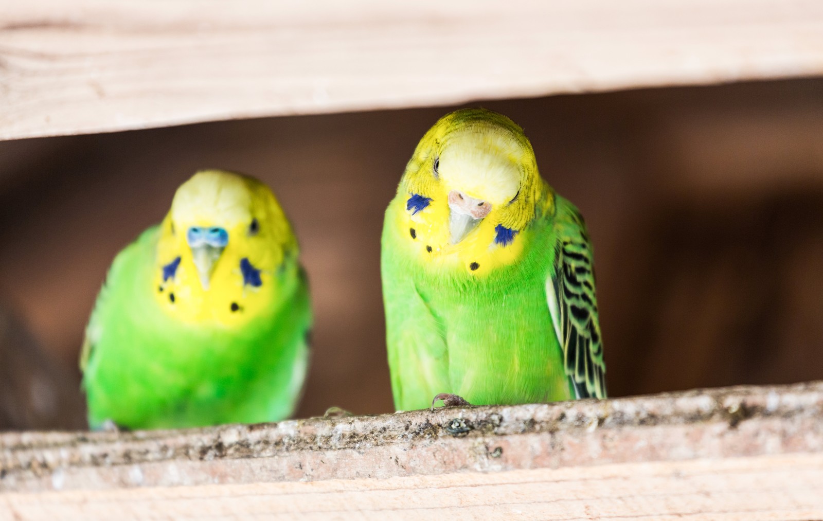 鳥の健康診断 バードドック すみか動物病院