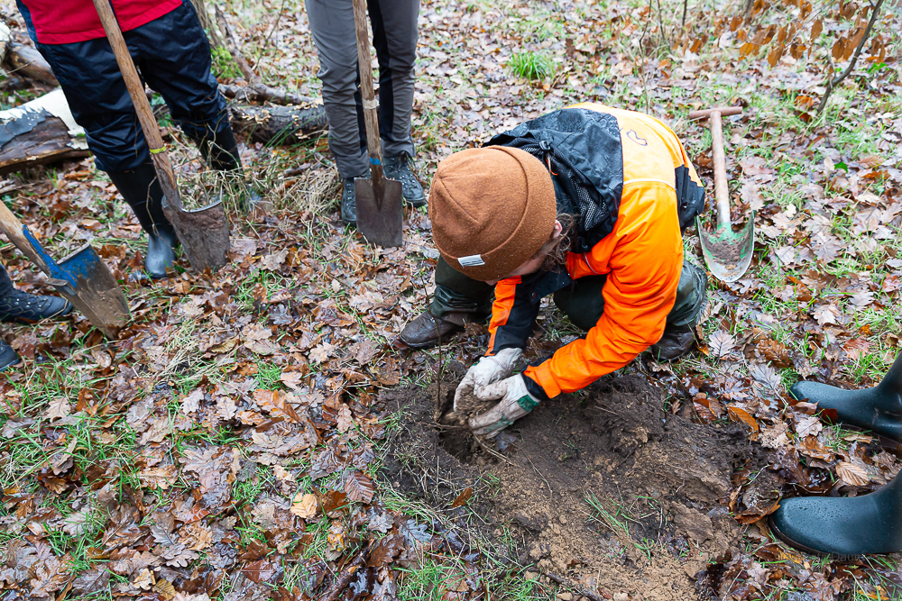 Darmstädter Lauf-Treff Ökologische Aufforstung Waldrand Neubaugebiet Ludwigshöhviertel am 7.12.2024 Darmstadt, Foto: Christa Daum