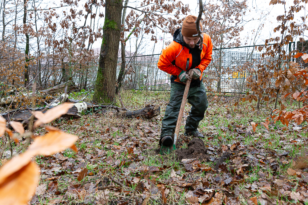 Darmstädter Lauf-Treff Ökologische Aufforstung Waldrand Neubaugebiet Ludwigshöhviertel am 7.12.2024 Darmstadt, Foto: Christa Daum