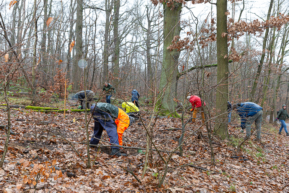 Darmstädter Lauf-Treff Ökologische Aufforstung Waldrand Neubaugebiet Ludwigshöhviertel am 7.12.2024 Darmstadt, Foto: Christa Daum