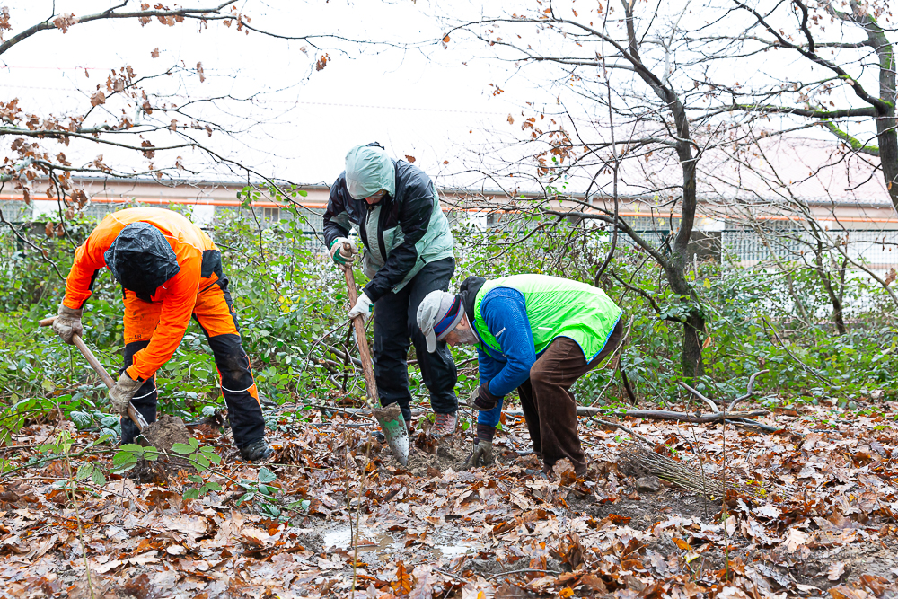 Darmstädter Lauf-Treff Ökologische Aufforstung Waldrand Neubaugebiet Ludwigshöhviertel am 7.12.2024 Darmstadt, Foto: Christa Daum