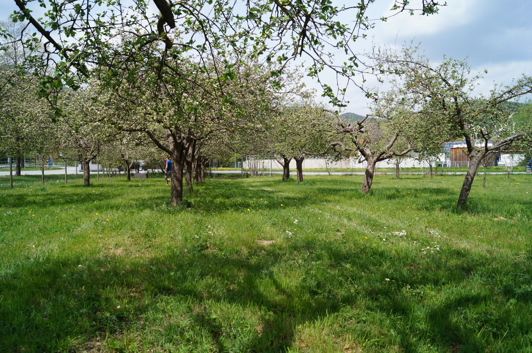 Unser Obstgarten in Stubenberg