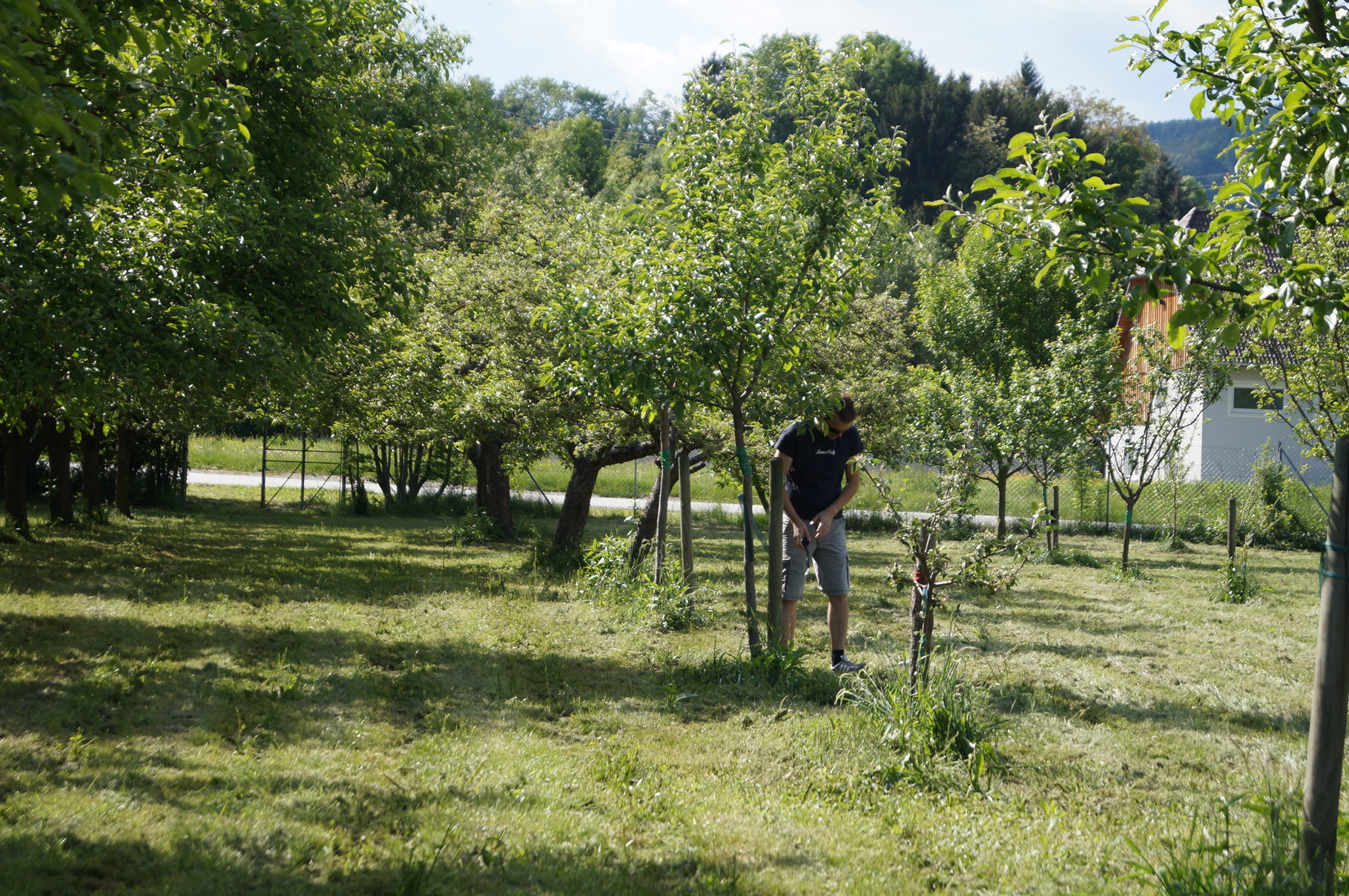 Unser Obstgarten in Stubenberg