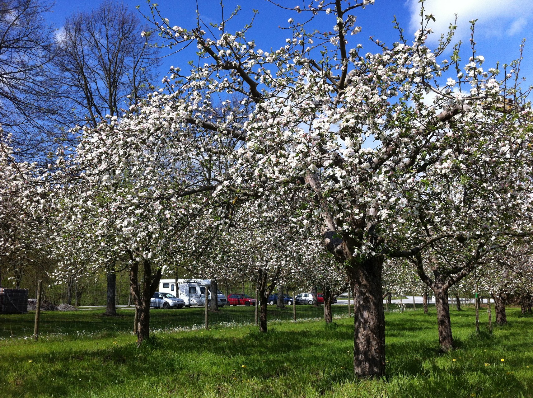 Apfelbaumblüte