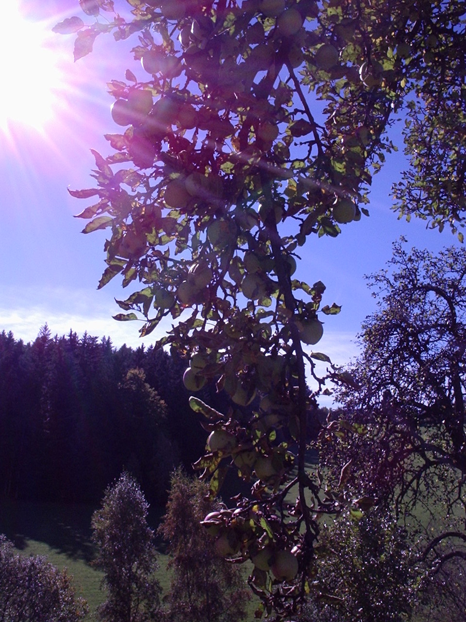 Unsere Obstbäume