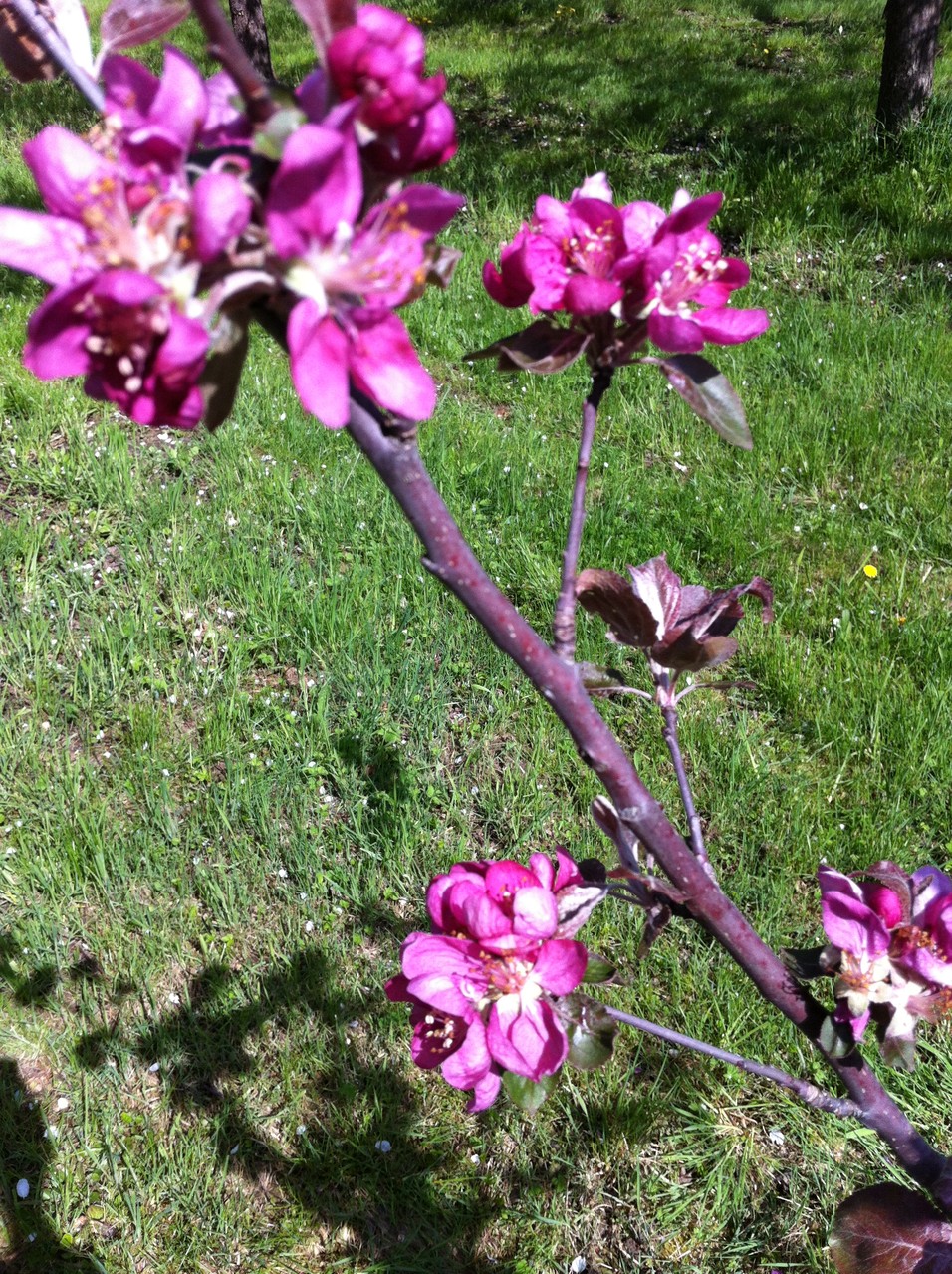 Apfelbaumblüte