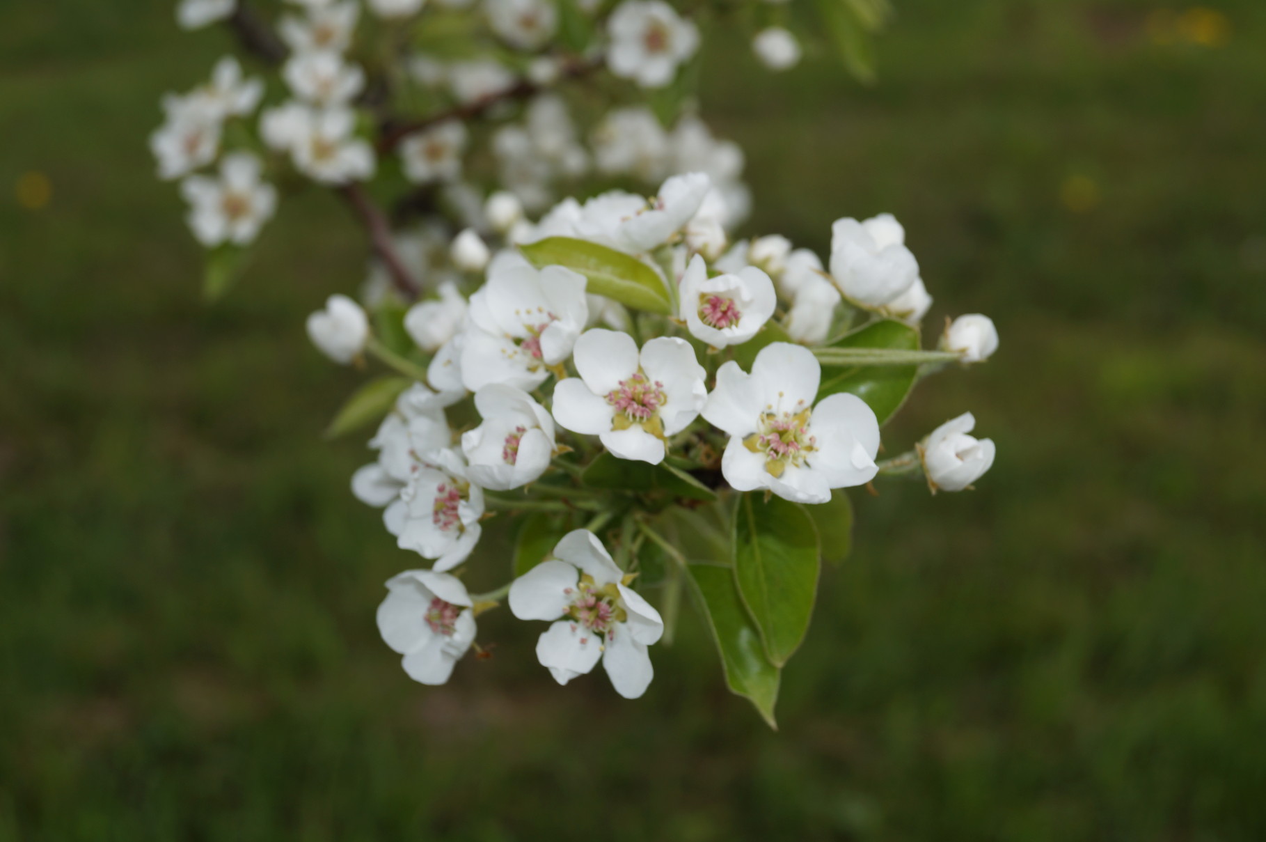 Apfelbaumblüte