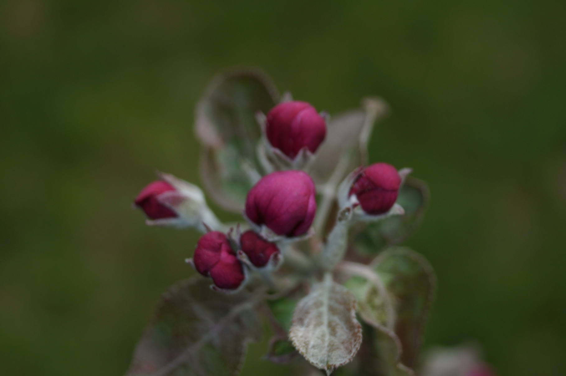 Apfelbaumblüte
