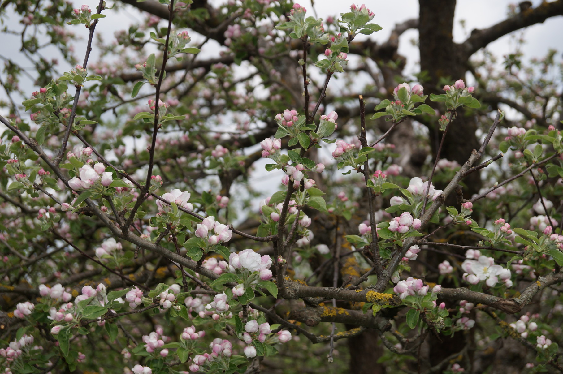 Apfelbaumblüte