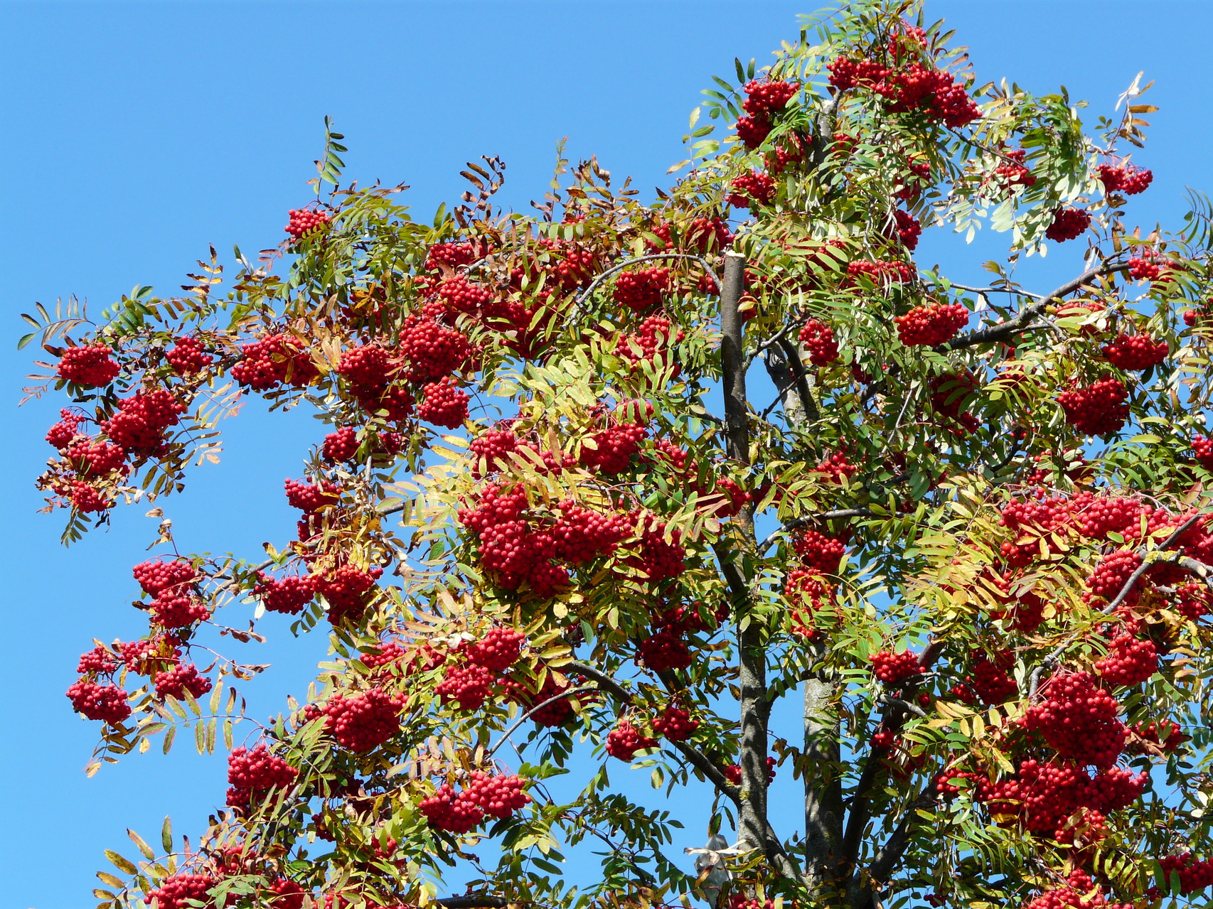 Vogelbeeren