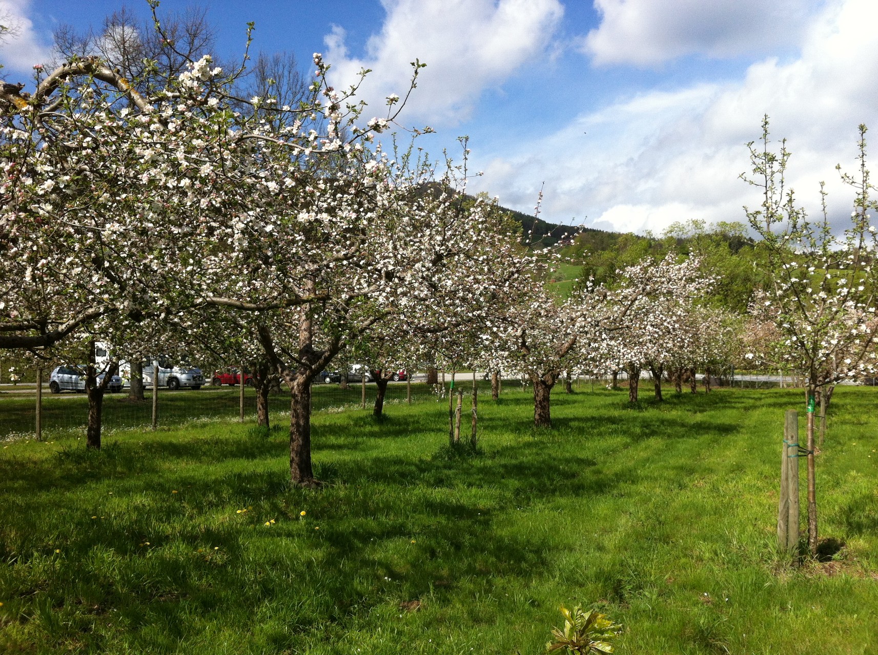 Unser Obstgarten in Stubenberg