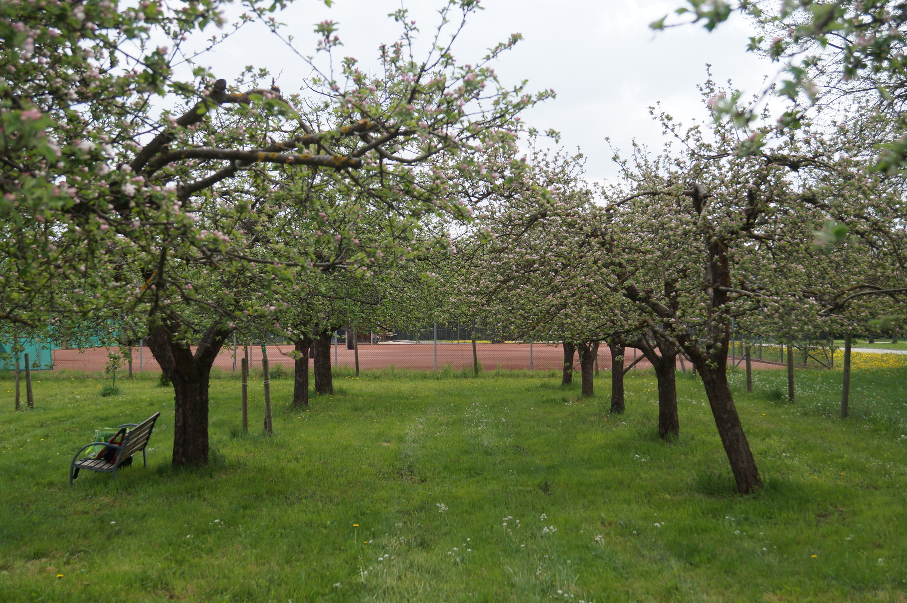 Unser Obstgarten in Stubenberg
