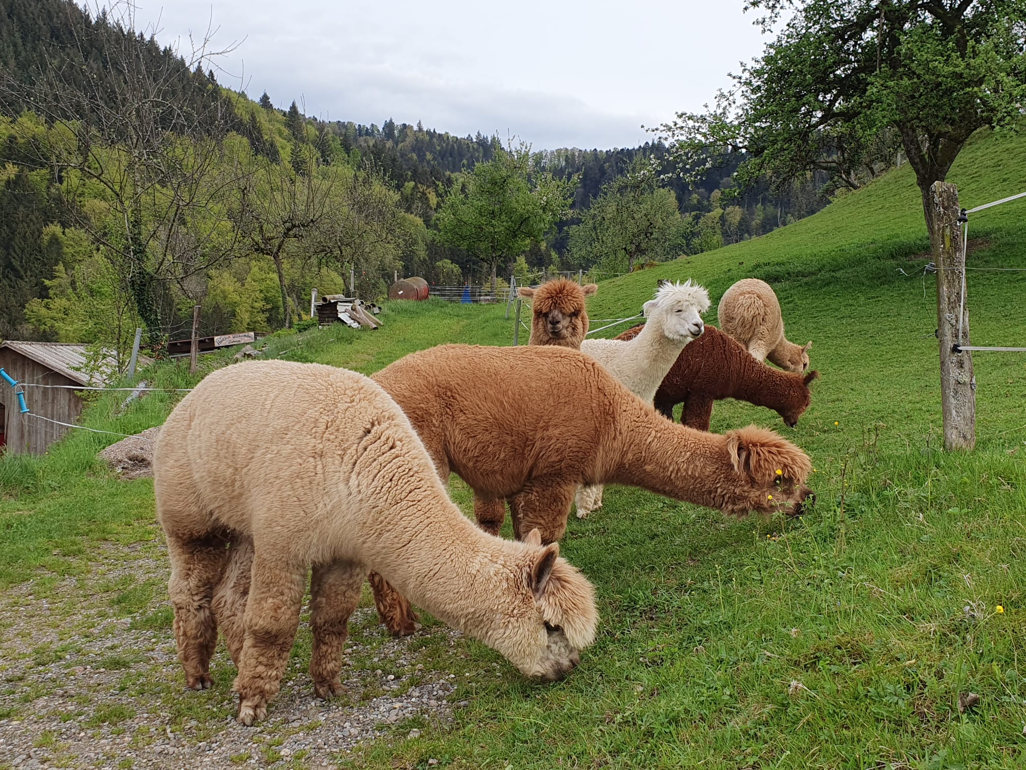 Alpagar Alpagar