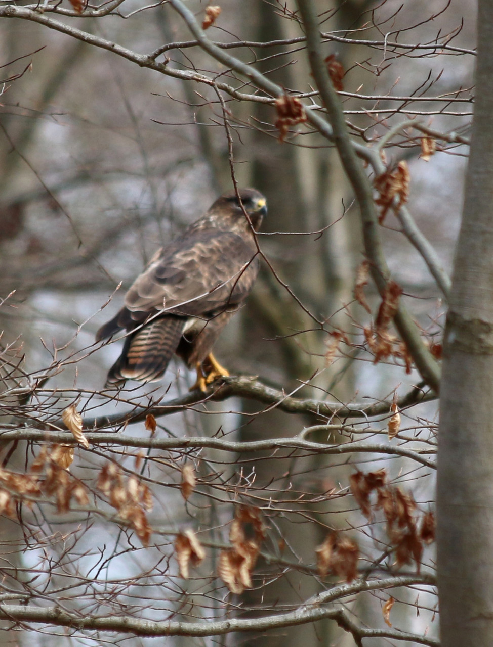 Bussard im Wald hoch in den Bäumen ...